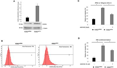 FtH-Mediated ROS Dysregulation Promotes CXCL12/CXCR4 Axis Activation and EMT-Like Trans-Differentiation in Erythroleukemia K562 Cells